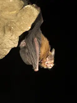 Burma Prints: Female Bumblebee Bat / Kitti's Hog Nosed bat - with baby attached to false nipple - Myanmar (Burma)