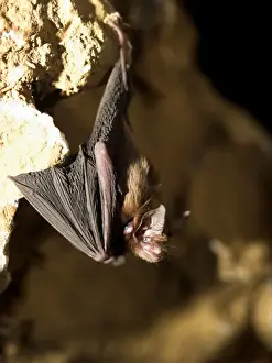 Female Bumblebee Bat / Kitti's Hog Nosed bat - Myanmar (Burma)