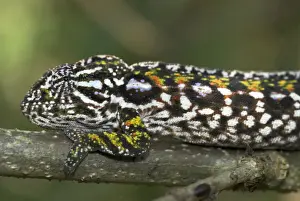 Madagscar Prints: Female Carpet / Jewel Chameleon, close up of head. Note - Sexual dimorphism. Madagascar