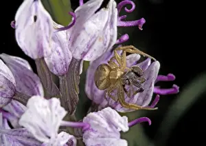 Female crab spider on monkey orchid, eating male spider