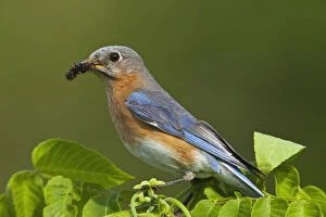 Images Dated 8th August 2011: Female Eastern Bluebird (Sialia sialis)