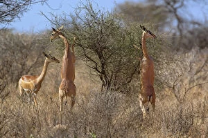 Three female Gerenuks standing on hind legs