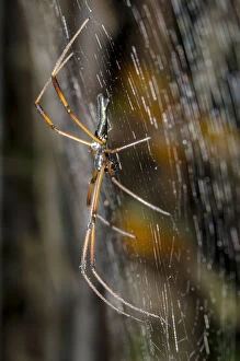 Female Golden Weaver Spider on web - Klungkung, Bali, Indonesia Date: 05-Nov-04