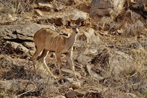 Female Greater Kudu, Tragelaphus strepsiceros