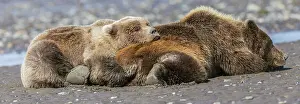 Togetherness Prints: Female grizzly bear with second year cub sleeping on her back