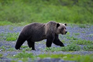 Female Grizzly Bear walking