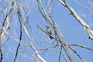 Images Dated 14th June 2008: Female Iberian Green Woodpecker. Ronda Spain June