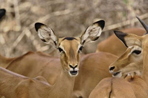 Female Impala, Aepyceros melampus, Samburu