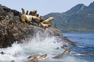 Dominance Gallery: Female and juvenile steller sea lions
