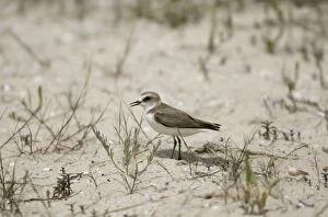 Images Dated 3rd May 2005: Female Kentish Plover - Spain May