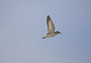 Images Dated 3rd May 2005: Female Kentish Plover Spain May