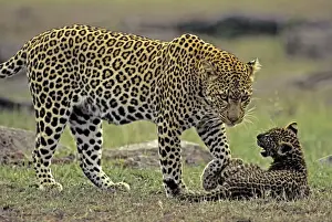 Wildlfe Prints: Female Leopard and 2 month old cub, Masai Mara Reserve, Kenya, Africa