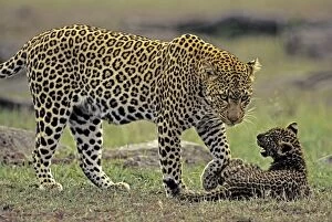 Images Dated 27th February 2007: Female Leopard and 2 month old cub, Masai Mara Reserve, Kenya, Africa