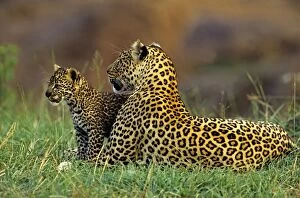 Images Dated 27th February 2007: Female Leopard and 2 month old cub, Masai Mara Reserve, Kenya, Africa