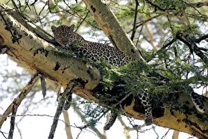 Images Dated 25th October 2005: Female Leopard in Acacia tree, Lake Nakuru NP, Kenya