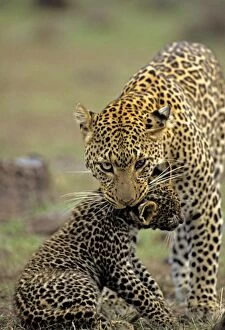 Images Dated 27th February 2007: Female Leopard carrying 2 month old cub, Masai Mara, Kenya, Africa