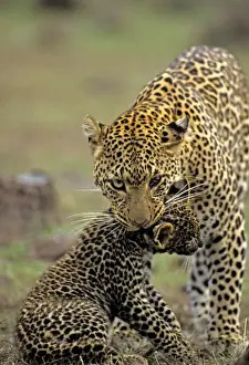 Female Leopard carrying 2 month old cub, Masai Mara, Kenya, Africa