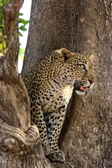 Female Leopard in crotch of Sausage tree, Samburu Reserve, Kenya, Africa