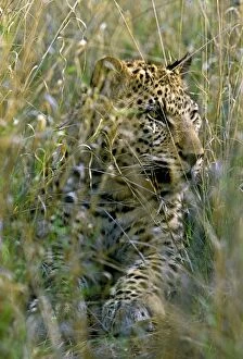 Images Dated 27th February 2007: Female Leopard in grass, Namibia, Africa