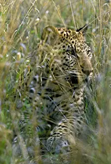 Wildlfe Prints: Female Leopard in grass, Namibia, Africa