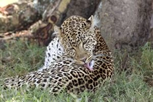 Female Leopard grooming