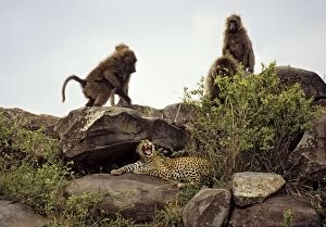 Female leopard being harrassed by Olive Baboons (Papio anubis)