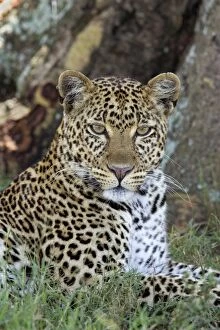 Images Dated 25th October 2005: Female Leopard, Lake Nakuru NP, Kenya, Africa