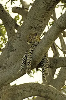 Wildlfe Prints: Female Leopard - Lying in tree, Masai Mara Reserve, Kenya, Africa