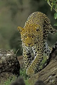 Wildlfe Prints: Female Leopard, Masai Mara Reserve, Kenya, Africa