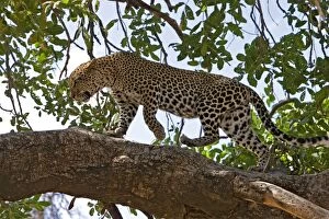 Female Leopard walking on tree branch