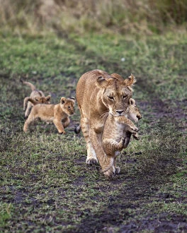 Female Lion with cubs (Panthera Leo) as
