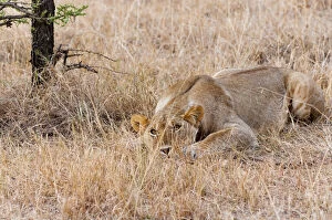 Female lion (Panthera leo), Maasai Mara