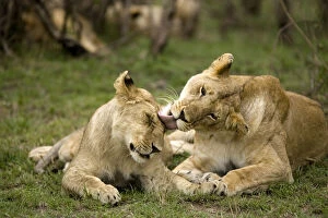 Female Lions, Panthera leo, grooming each