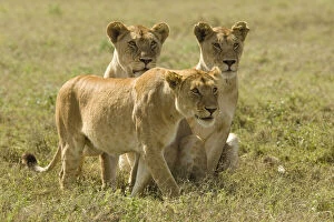 Female Lions, Panthera leo, hunting