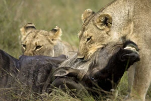 Female Lions, Panthera leo, making a wildebeest