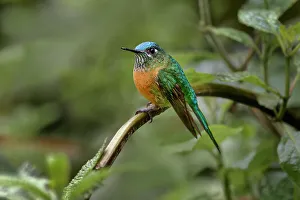 Ecuador Gallery: Female Long-tailed sylph, Ecuador