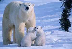 Images Dated 6th May 2011: Female Polar Bear Standing with 2 Cubs at her feet