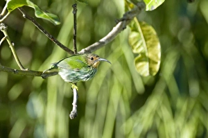 Images Dated 3rd December 2008: Female purple honeycreeper - on branch - Asa Wright Centre - Trinidad