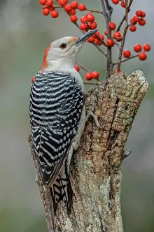 Kentucky Prints: Female Red-bellied woodpecker and red berries, Kentucky Date: 03-07-2018