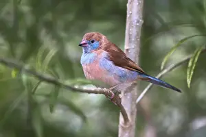 Cheeked Prints: Female Red-cheeked cordon-bleu Date: 31-12-1999