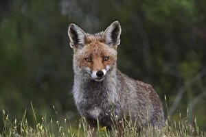 Female Red Fox
