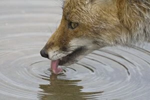 Images Dated 27th April 2007: Female Red Fox drinking Monfrague Spain April