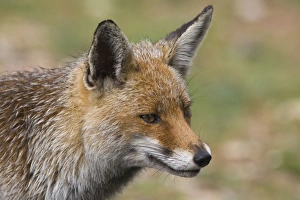 Images Dated 27th April 2007: Female Red Fox Monfrague Spain April