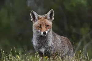 Female Red Fox Monfrague Spain April