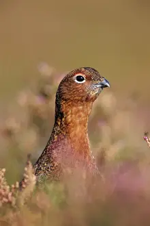 Shoot Prints: Female Red Grouse Close-up of head peering from among heather in flower
