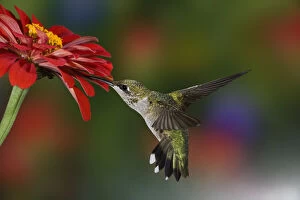 Female Ruby-throated Hummingbird feeding