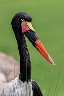 Billed Gallery: Female Saddle-billed stork