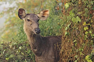Female Sambar Deer, Keoladeo National Park