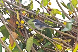 Female Sardinian Warbler