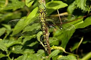 Images Dated 15th August 2006: Female Southern Hawker